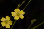 Florida yellow flax